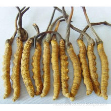 Cordyceps sinensis Tea Bag; We Are Tea Bag OEM Factory